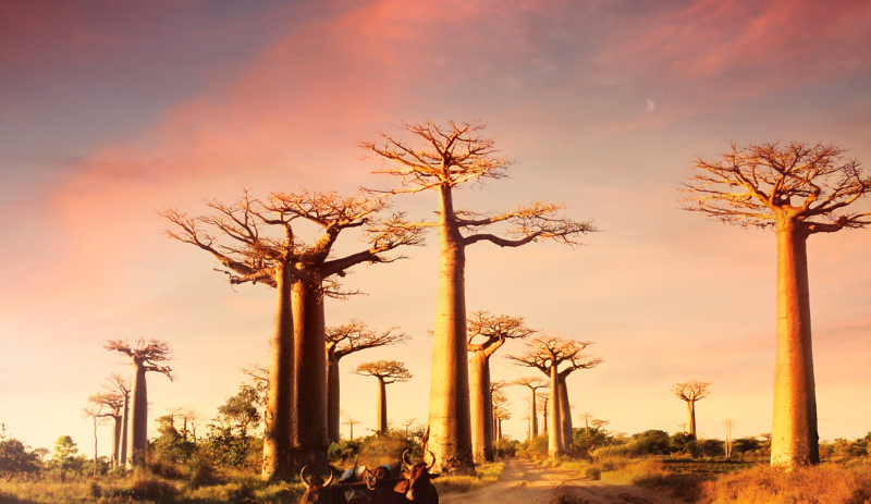 Avenue of the Baobabs, Madagascar