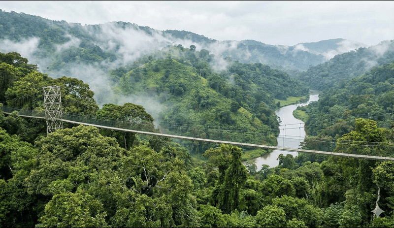 Nyungwe Forest National Park