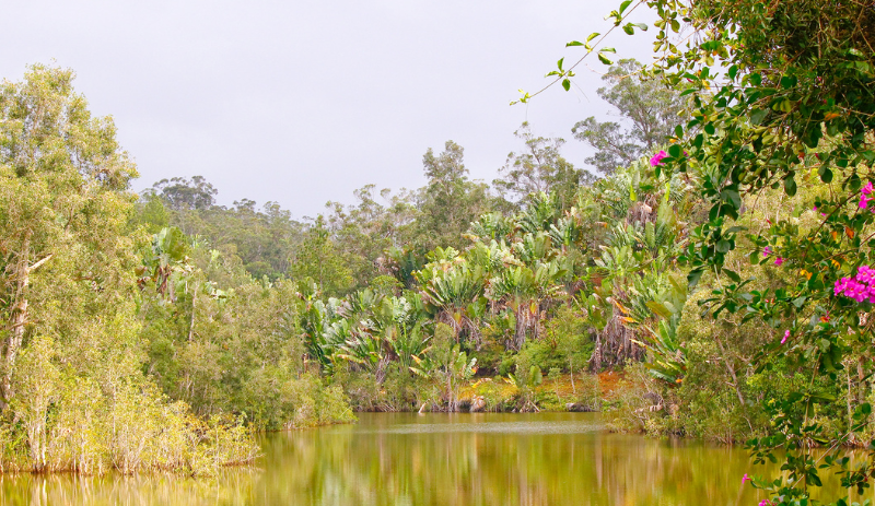 Ranamafana National Park, Madagascar
