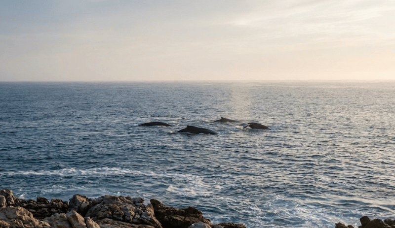 Best Time for Whale Watching